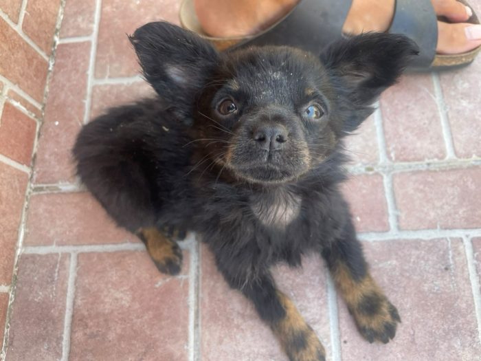 🩵💕PICCOLO CUCCIOLO CERCA LA SUA FAMIGLIA