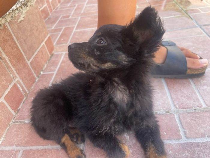 🩵💕PICCOLO CUCCIOLO CERCA LA SUA FAMIGLIA