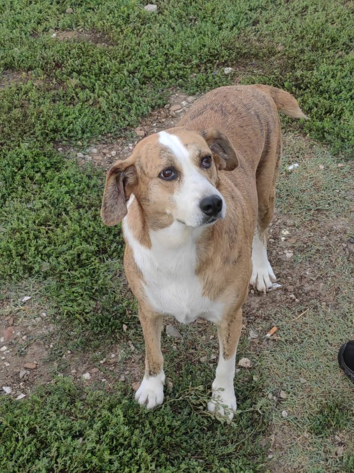Lea splendida cagnolina cerca casa