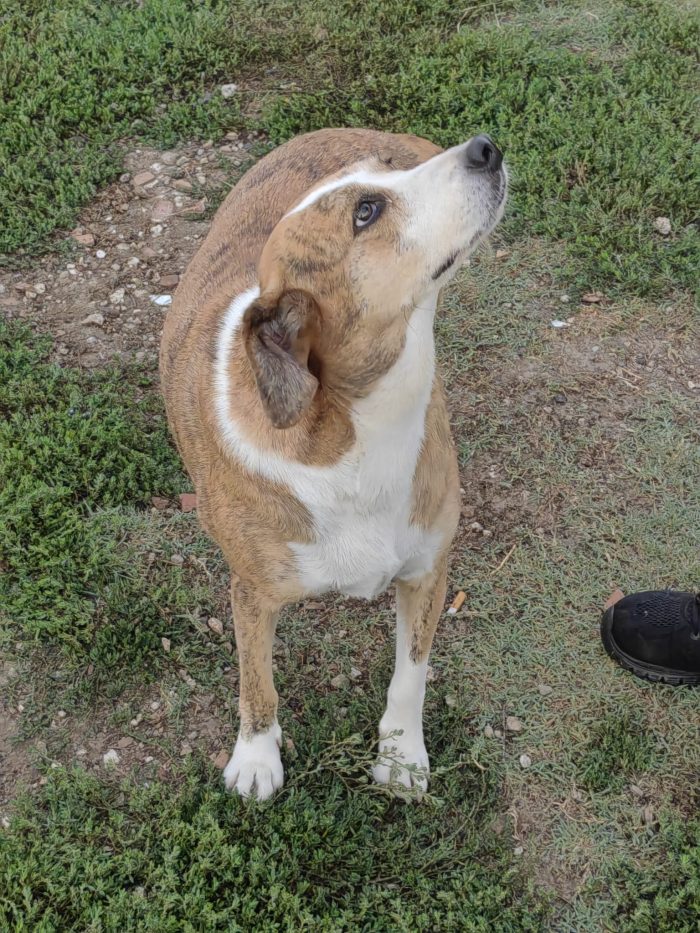 Lea splendida cagnolina cerca casa