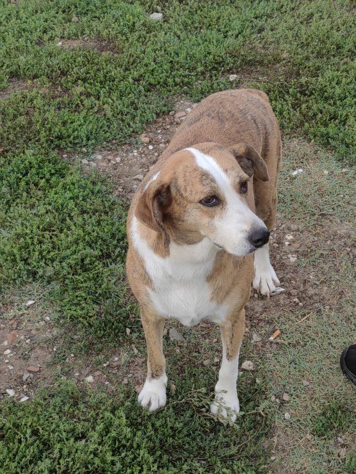 Lea splendida cagnolina cerca casa
