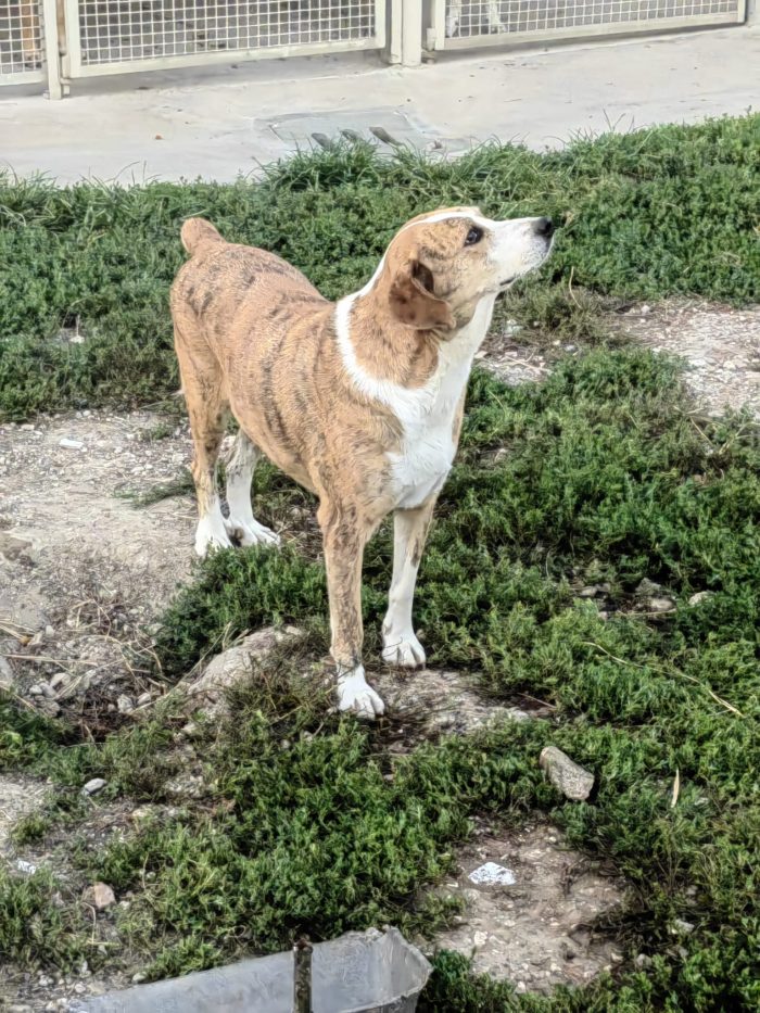 Lea splendida cagnolina cerca casa - media 5