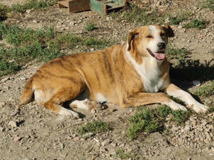 Lea splendida cagnolina cerca casa - media 6