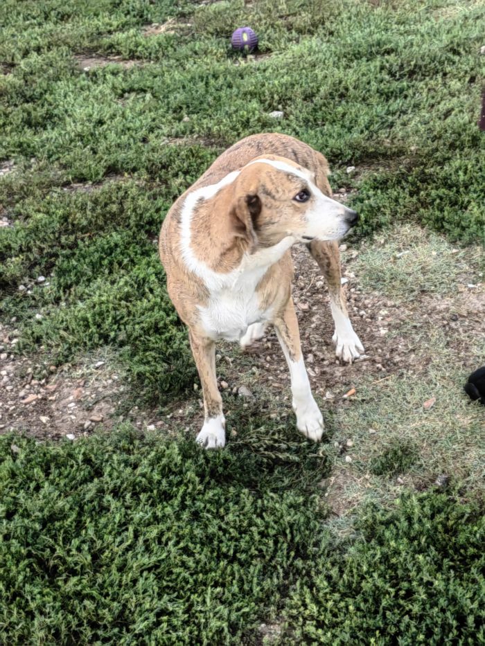 Lea splendida cagnolina cerca casa - media 7