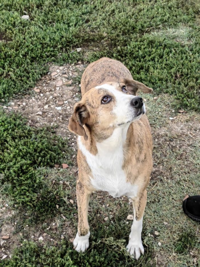 Lea splendida cagnolina cerca casa - media 8