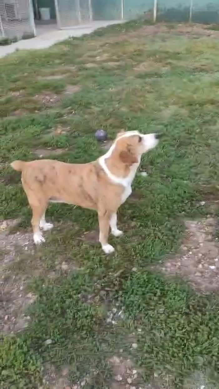 Lea splendida cagnolina cerca casa - media 10