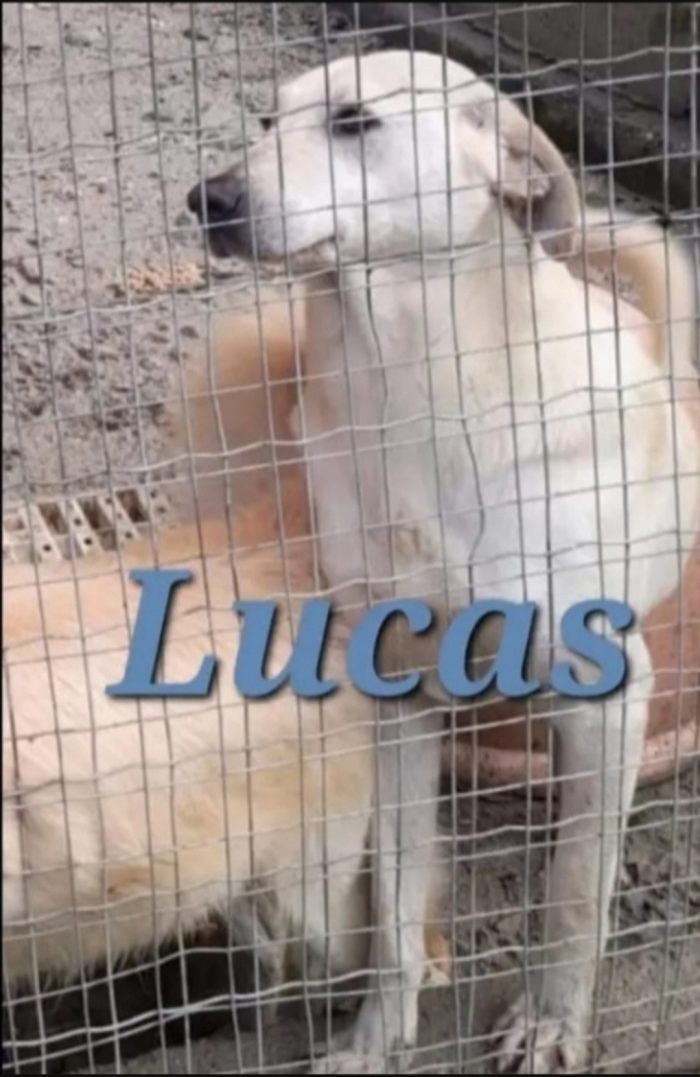 Lucas invisibile 5anni ENTRATO CUCCIOLO IN BOX.CALABRIA
