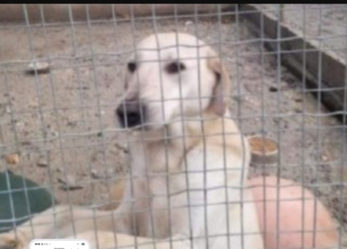 Lucas invisibile 5anni ENTRATO CUCCIOLO IN BOX.CALABRIA