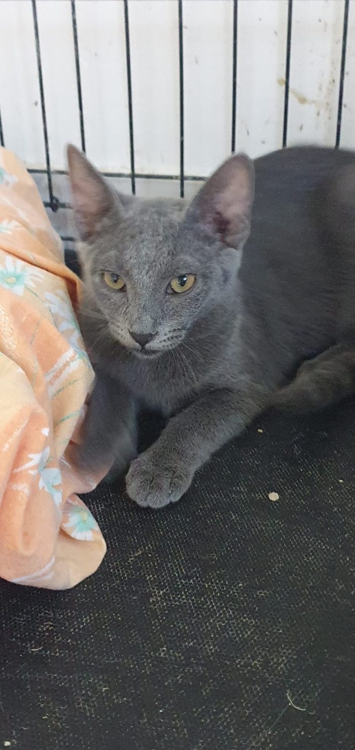 Betty gattina simil certosino