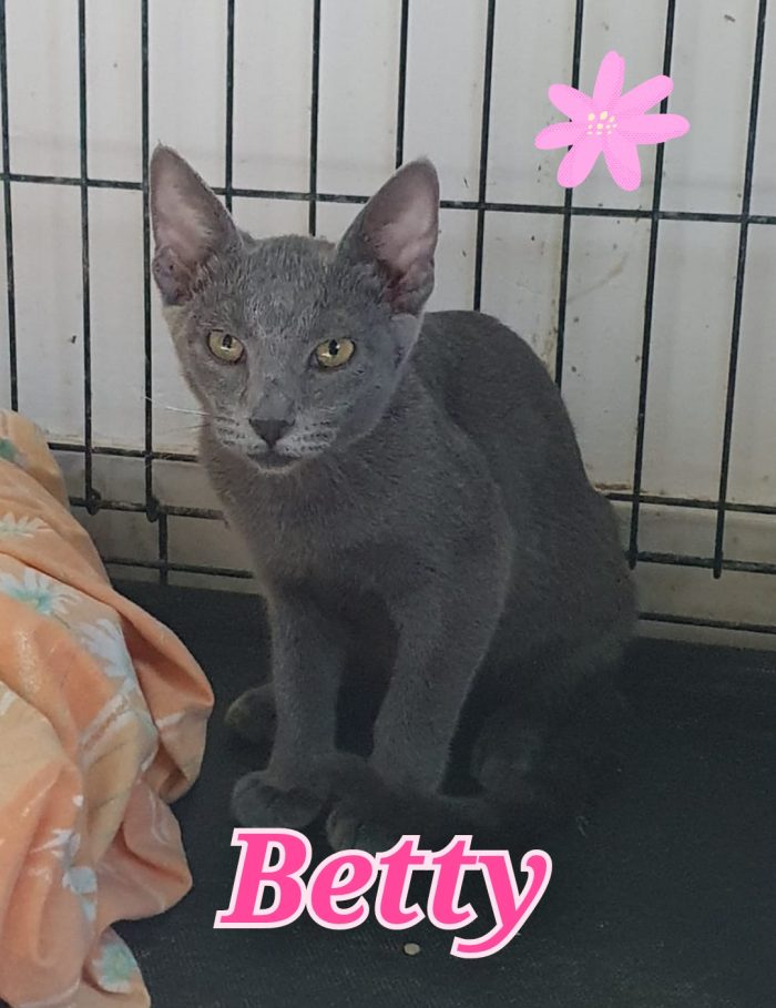 Betty gattina simil certosino