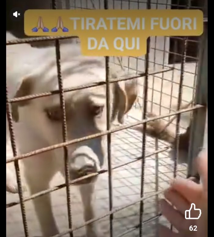 2anni bellissimo,occhi ambra,tg grande,era libero e non dava fastidio a nessuno! Finito in canile.BENEVENTO