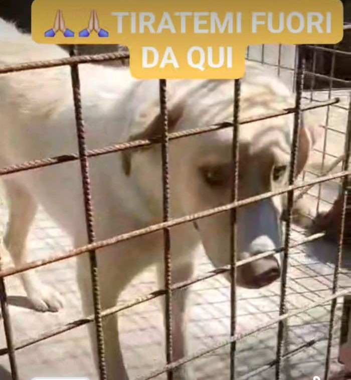 2anni bellissimo,occhi ambra,tg grande,era libero e non dava fastidio a nessuno! Finito in canile.BENEVENTO