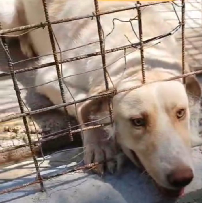 2anni bellissimo,occhi ambra,tg grande,era libero e non dava fastidio a nessuno! Finito in canile.BENEVENTO - media 4