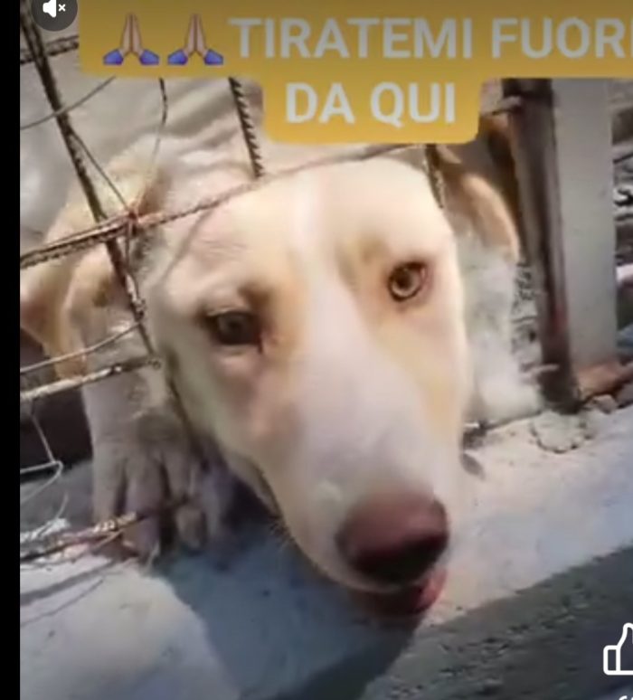 2anni bellissimo,occhi ambra,tg grande,era libero e non dava fastidio a nessuno! Finito in canile.BENEVENTO - media 6