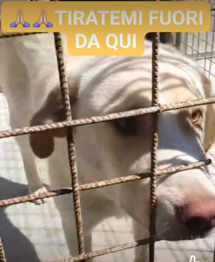 2anni bellissimo,occhi ambra,tg grande,era libero e non dava fastidio a nessuno! Finito in canile.BENEVENTO - media 5