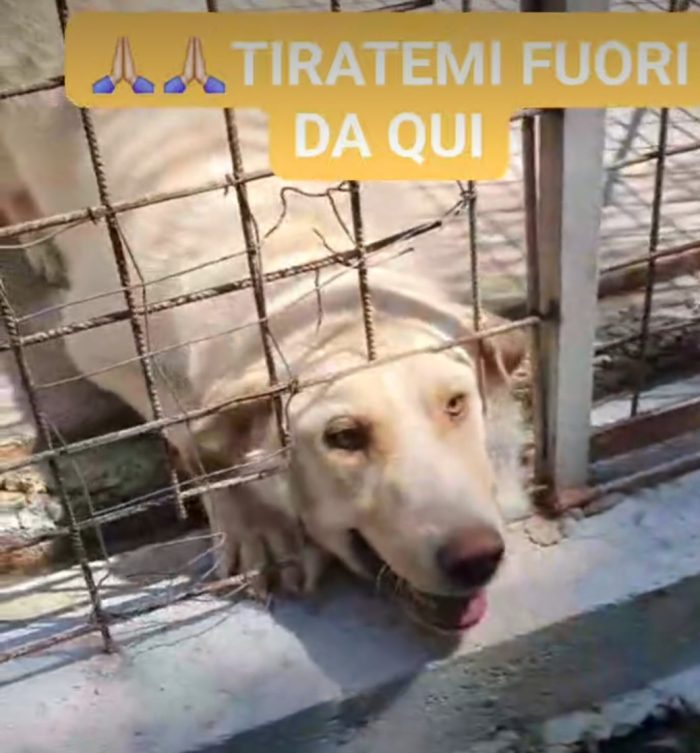 2anni bellissimo,occhi ambra,tg grande,era libero e non dava fastidio a nessuno! Finito in canile.BENEVENTO - media 8