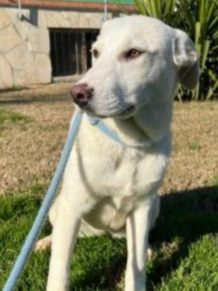 Femmina mix Labrador 5anni da cucciola in canile MATERA