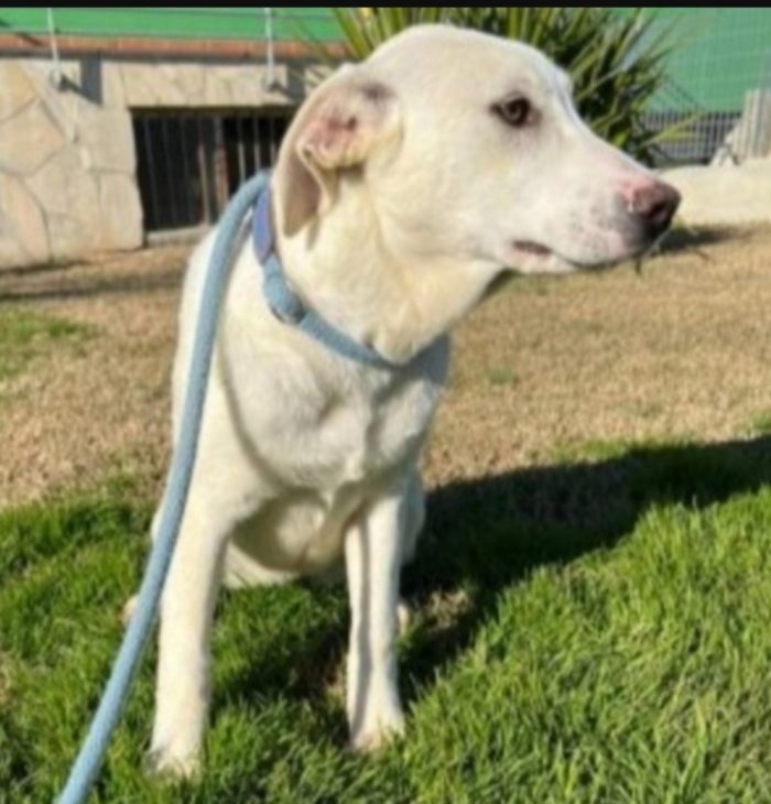 Femmina mix Labrador 5anni da cucciola in canile MATERA