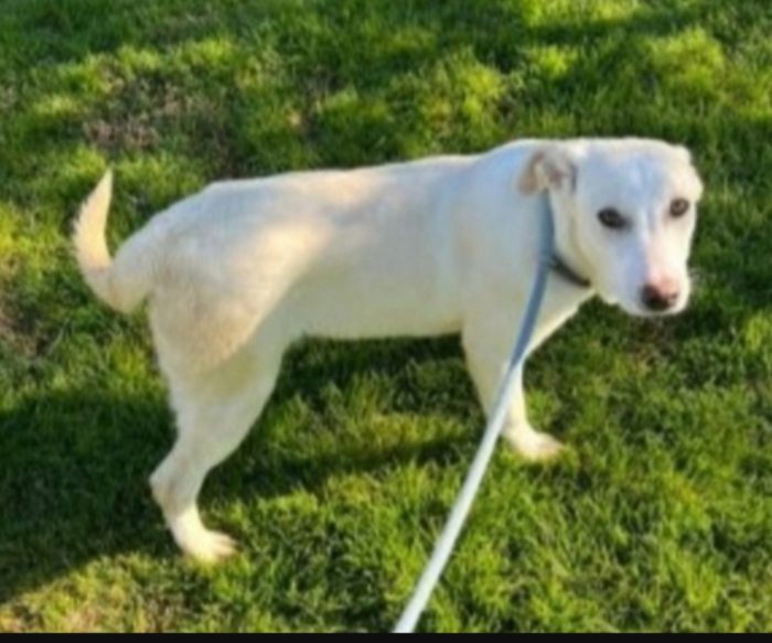 Femmina mix Labrador 5anni da cucciola in canile MATERA