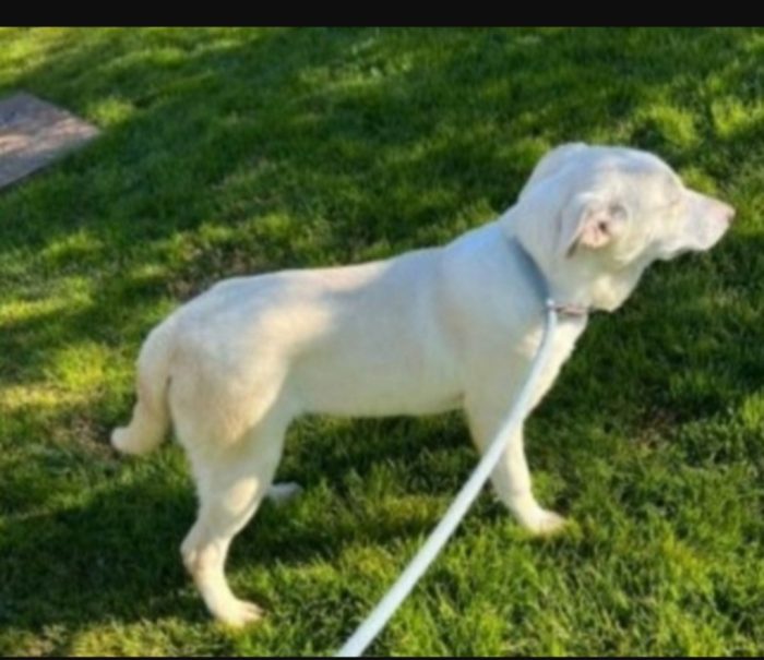 Femmina mix Labrador 5anni da cucciola in canile MATERA - media 4
