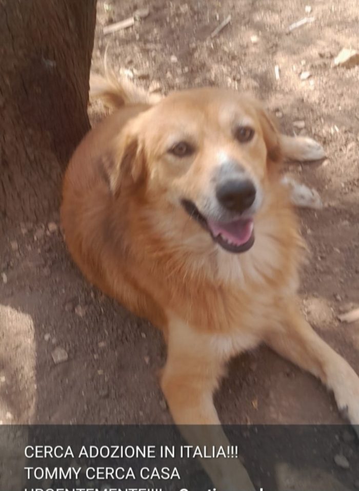 Tommy 2anni kg 13 bello e buono..nato in una terra ostile agli animali...SOS SALVEZZA