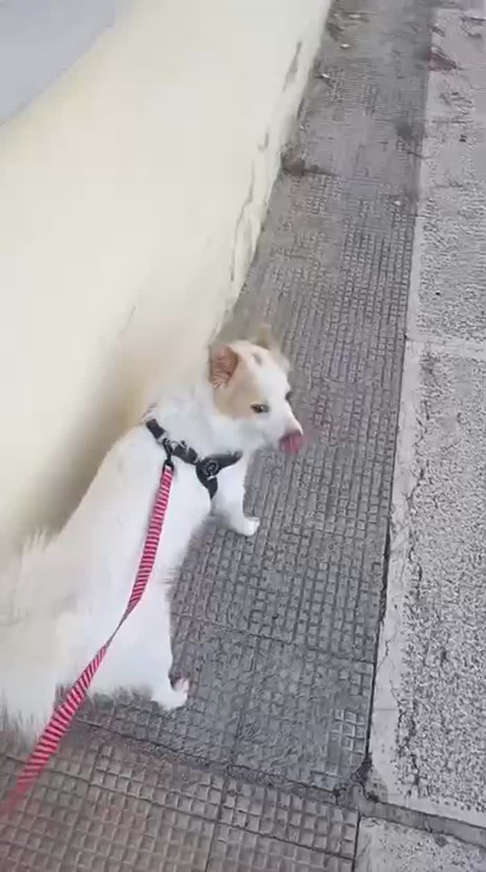 Volpino italiano