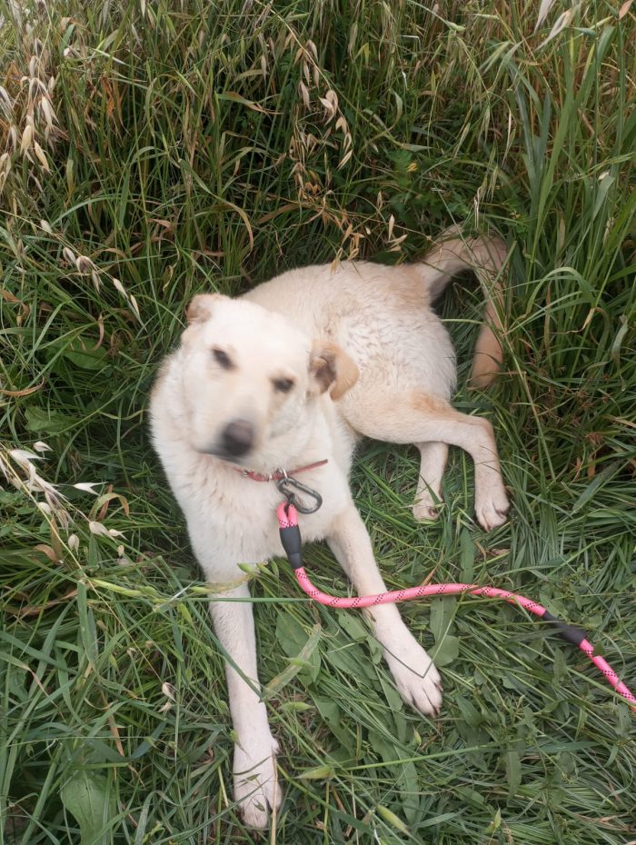 💛 MOLLA, SPLENDIDA GIOVANE CAGNOLINA, CERCA ADOZIONE 🏠