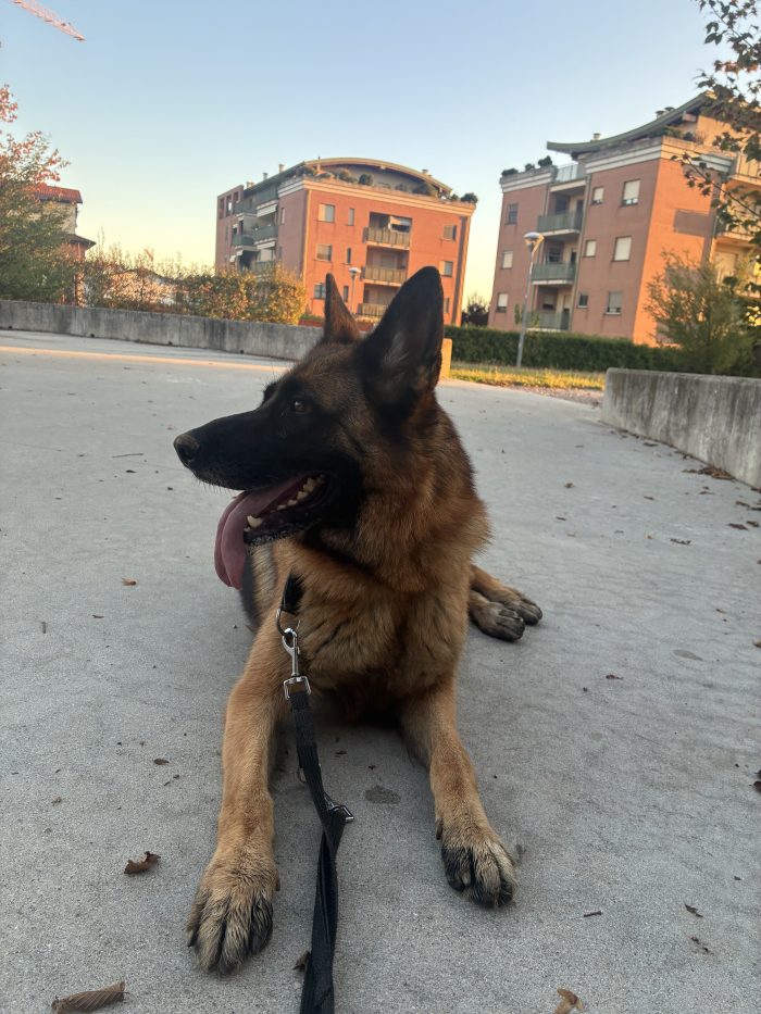 Dea cerca casa