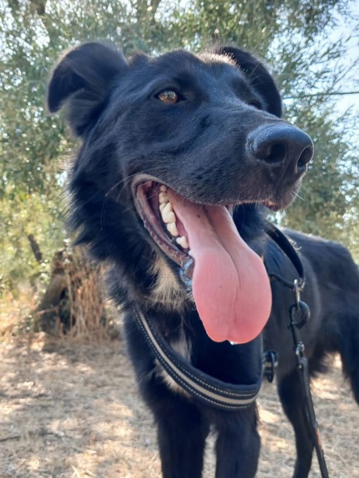 Buio il cucciolo che ha bisogno di aiuto