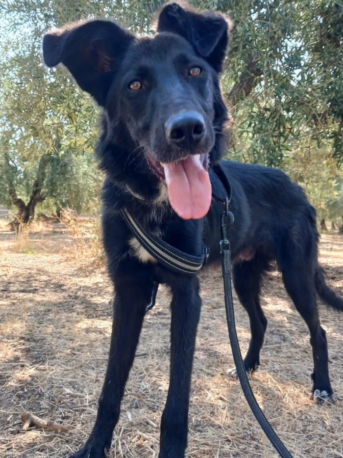Buio il cucciolo che ha bisogno di aiuto - media 7