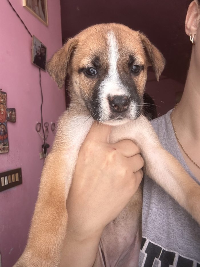 Cagnoline dolcissime cercano casa