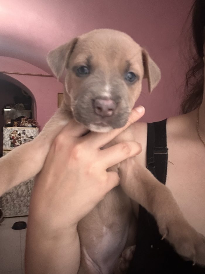 Cagnoline dolcissime cercano casa