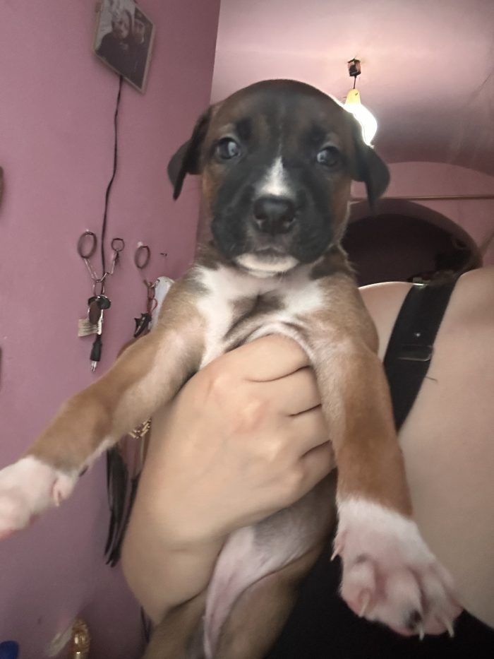 Cagnoline dolcissime cercano casa
