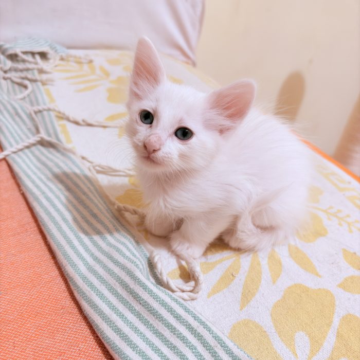 Cercano Casa! 🐾 Splendidi Cuccioli di Angora turco  / Pelo Semilungo (Lecce e Provincia)