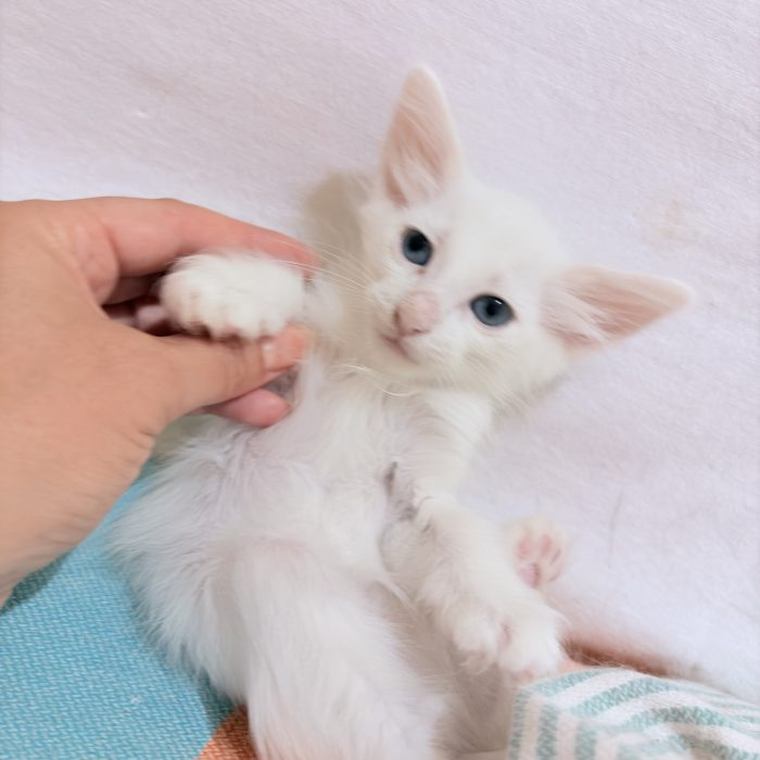 Cercano Casa! 🐾 Splendidi Cuccioli di Angora turco  / Pelo Semilungo (Lecce e Provincia)