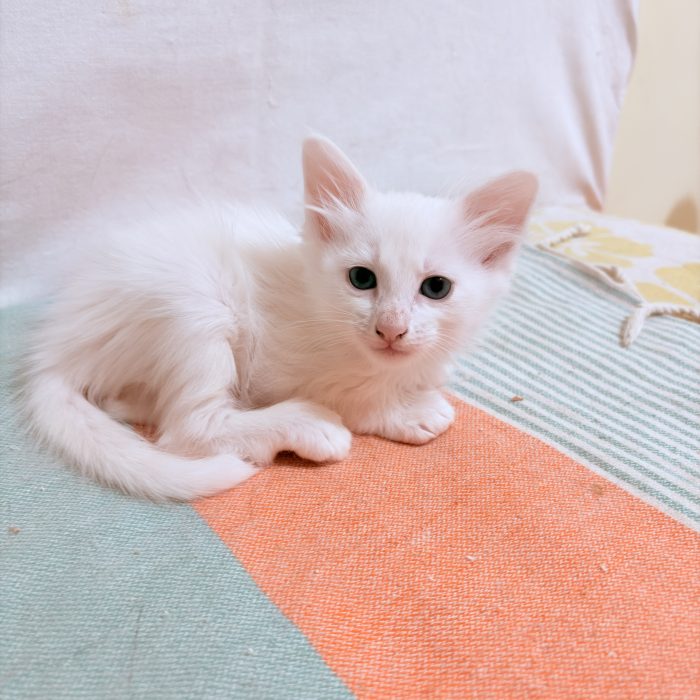 Cercano Casa! 🐾 Splendidi Cuccioli di Angora turco  / Pelo Semilungo (Lecce e Provincia)