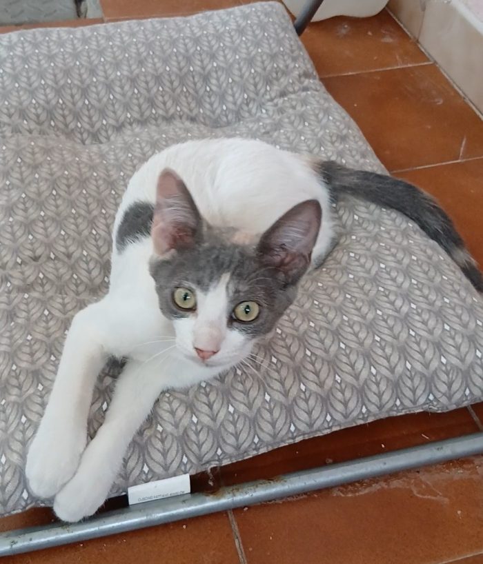 Piccola peste cerca casa