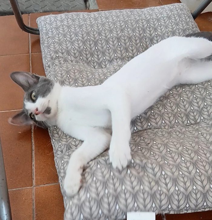 Piccola peste cerca casa