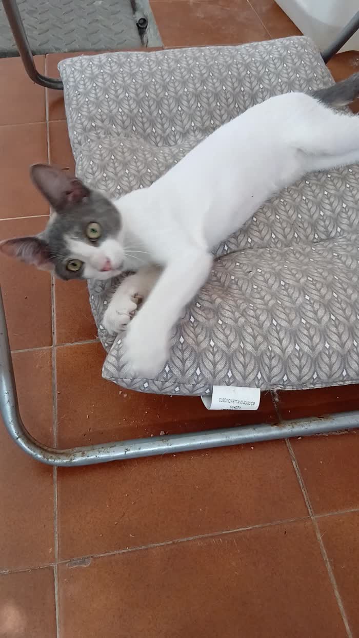 Piccola peste cerca casa