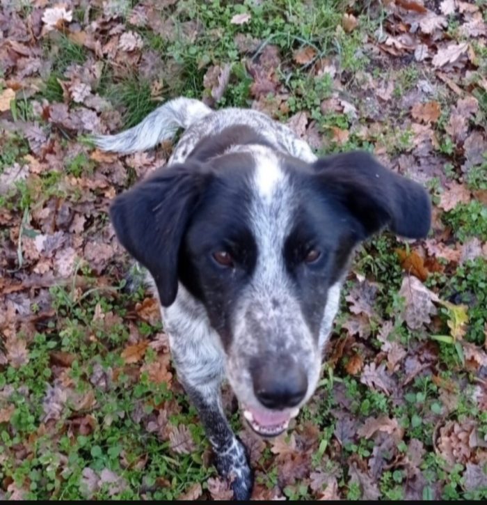 Bons 13anni di cui 8anni in un lager..nessuno lo adotterà ma noi insistiamo.VITERBO