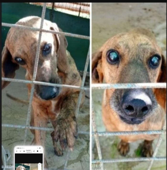 Segugio anziano diventato CIECO xchè non ha ricevuto cure in canile! VITERBO