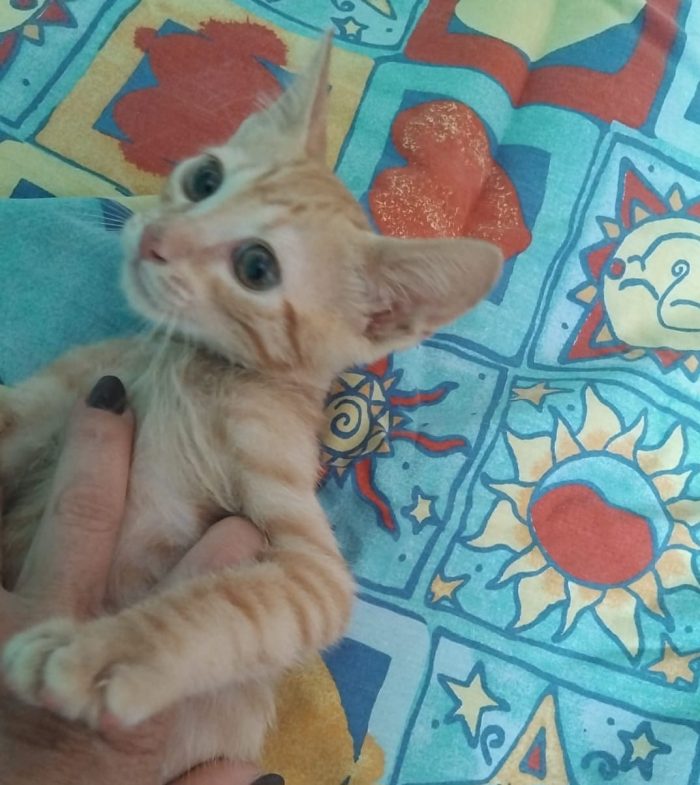 Olly, tenerissimo Rosso in cerca di casa - media 5