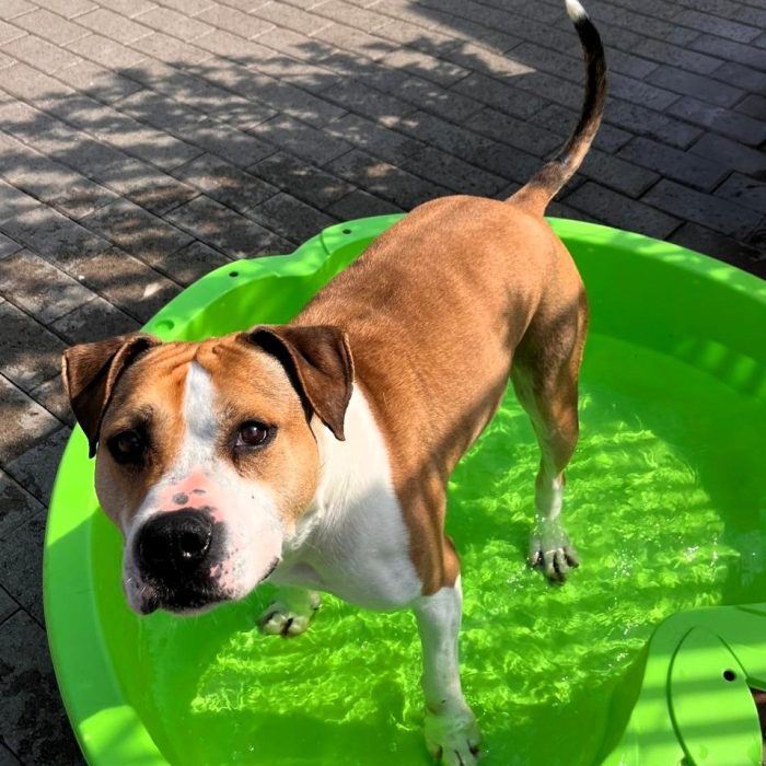 GOLD BELLISSIMO AMSTAFF