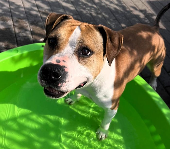 GOLD BELLISSIMO AMSTAFF