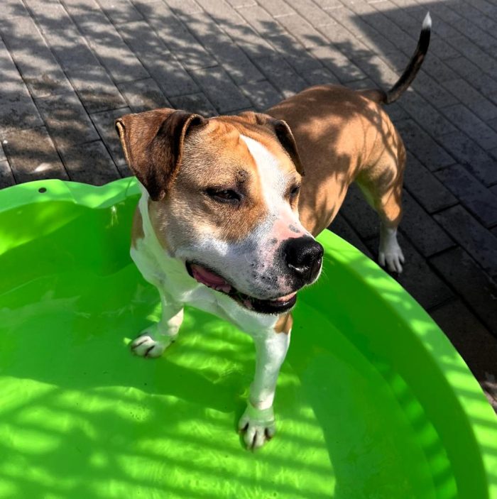 GOLD BELLISSIMO AMSTAFF