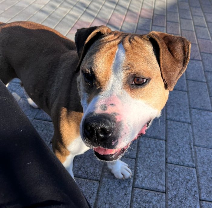 GOLD BELLISSIMO AMSTAFF - media 8
