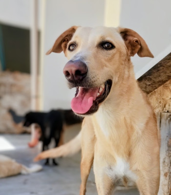 Aramis, merita di più