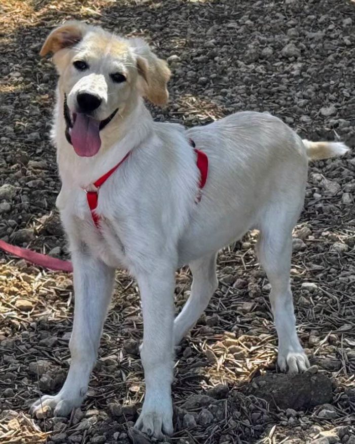 Kuma il simil golden