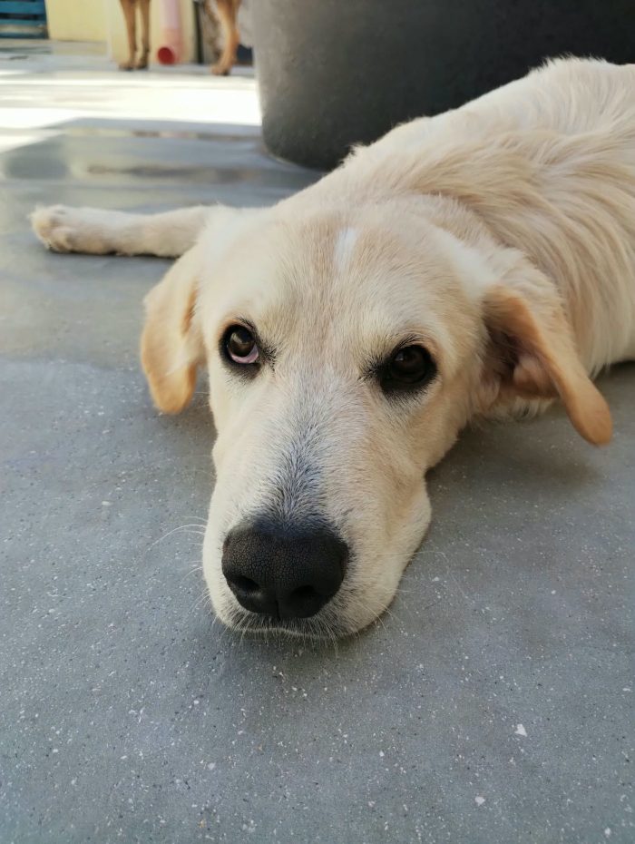 Kuma il simil golden