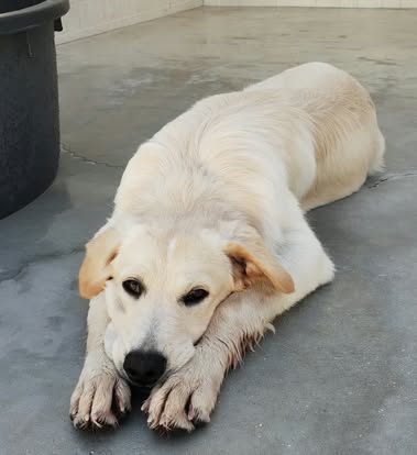 Kuma il simil golden